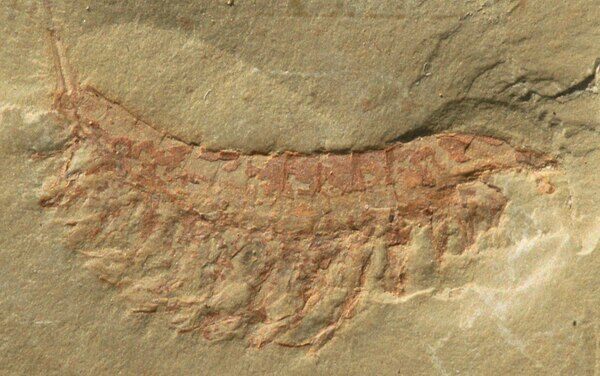 Leanchoilia is an megacheiran arthropod known from Cambrian deposits of the Burgess Shale in Canada and the Chengjiang biota of China.  Creative Commons License